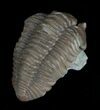 Flexicalymene Trilobite From Indiana #5528-3
